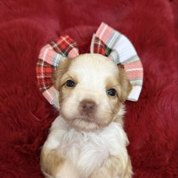 Turquoise - Caramel female Australian Labradoodle puppy in Calhoun, Louisiana from Arrowhead Australian Labradoodles