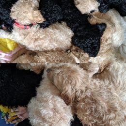 Labradoodle, Goldendoodle, and Bernedoodle Puppies from Riverhouse Doodles