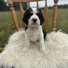 English Springer Spaniel Puppies from Currahee Fields Springers