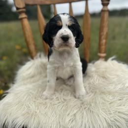 English Springer Spaniel Puppies from Currahee Fields Springers