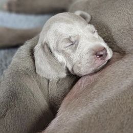 Weimaraner Puppies from Sterling Hill Weimaraners