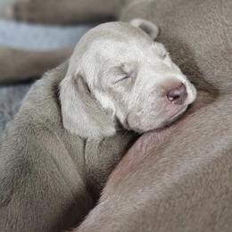 Weimaraner Puppies from Sterling Hill Weimaraners