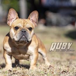 Bulldogs and French Bulldogs from Blue Bully Allstars