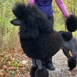 Poodles from Palladium Poodles