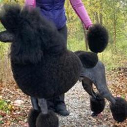 Poodles from Palladium Poodles