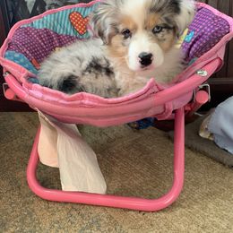 Australian Shepherd Puppies from Wild Meadow’s Aussies