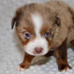 Ariel - Red merle female Miniature Australian Shepherd puppy in Paris, Texas from Kuttin’ Up Mini Aussies
