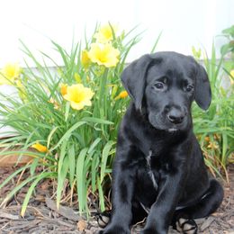 Labrador Retriever Puppies from Lacey Adkins