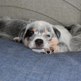 Australian Cattle Dog Puppies from Lyla Hinman