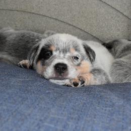Australian Cattle Dog Puppies from Lyla Hinman