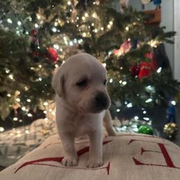Girl 2- White English Lab - Yellow female Labrador Retriever puppy in Isanti, Minnesota from Four Corners Family Labs