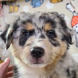 Miniature Australian Shepherd and Toy Australian Shepherd Puppies from Beasley Acres Aussies