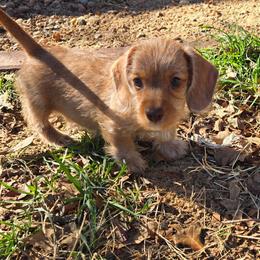Darcy-soft wirehair - Red female Dachshund puppy in Blair, Oklahoma from North Fork Doxies-Okla