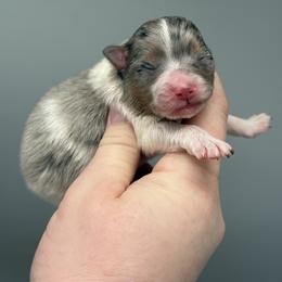 Ron - Blue merle male Pomeranian puppy in Newark, Ohio from Keeperofstars Pomeranians