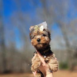 Yorkshire Terrier Puppies from Kruz Kennels