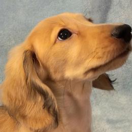 Dachshund Puppies from Dachshund Family Love Breeders