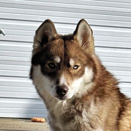 Río - Siberian Husky