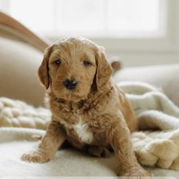 Peter - Red  male Goldendoodle puppy in Hiddenite, North Carolina from Rose and Reid Doodles