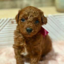 Amelia - Red  female Poodle puppy in Utica, Ohio from Poodle Me Crazy