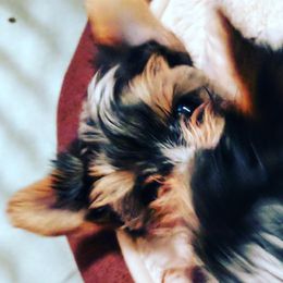 Biewer Terrier Puppies from Imperial BabyDoll Biewers