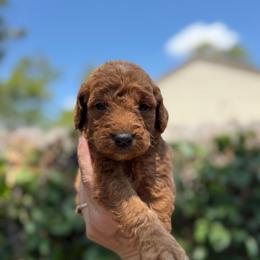 Simba - Red  male Goldendoodle puppy in Jacksonville, Florida from Dandelion Doodles