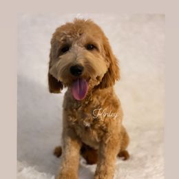 Kinley - Goldendoodle