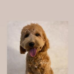 Kinley - Goldendoodle