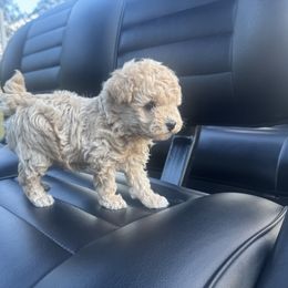 Tulip - Apricot female Poodle puppy in Anderson, South Carolina from Stephanie’s Signature Poodles inspired by Sherry Lynn LLC