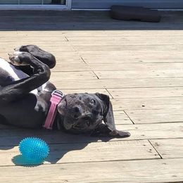 Great Danes from Fancy Danes