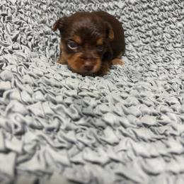 Charlie - Chocolate and tan male Yorkshire Terrier puppy in Festus, Missouri from Impeccable Pups