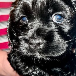 Alvin - Black and white Cockapoo puppy in Fort Gibson, Oklahoma from Purser Puppy Patch