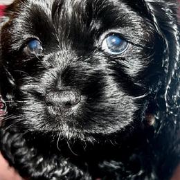 Alvin - Black and white Cockapoo puppy in Fort Gibson, Oklahoma from Purser Puppy Patch
