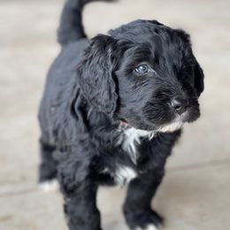 Bernedoodle Puppies from G&G’s Bernedoodles