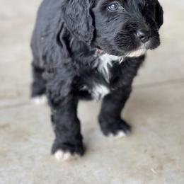Bernedoodle Puppies from G&G’s Bernedoodles