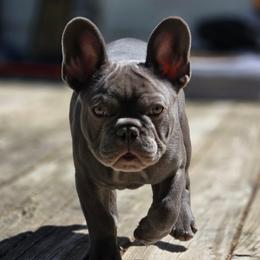 Baloo - French Bulldog