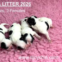 Japanese Chin Puppies from Njoy Japanese Chin