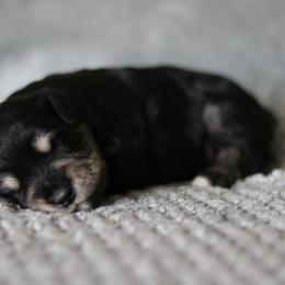 Seraphena - Black and silver female Miniature Schnauzer puppy in Tremonton, Utah from Rocky Mountain Schnauzer