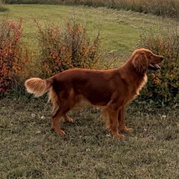 Skittles - Golden Retriever