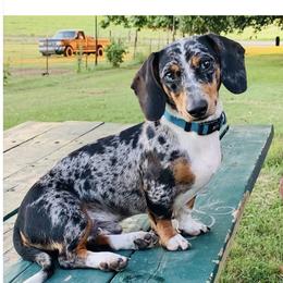 Elwood - Dachshund
