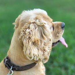 Ashby - Cocker Spaniel