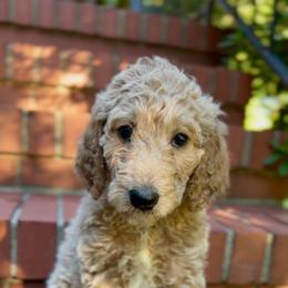 Marigold - Cream female Goldendoodle puppy in Asheboro, North Carolina from Magnolia Farm Doodles