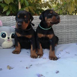 Doberman Pinscher Puppies from Schloss Velburg Dobermanns