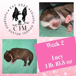 Aster - Red female Boston Terrier puppy in Jupiter, Florida from CJM Boston and Boxer Puppies