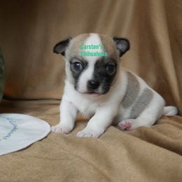 Junior - Sable spotted white male Chihuahua puppy in Bois D Arc, Missouri from Carsten's Chihuahuas