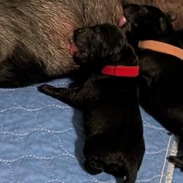 Boy 2 - Black male Labrador Retriever puppy in Frenchtown, Montana from Bear Bones Labradors