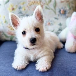Poppy- Purple - White female West Highland White Terrier puppy in Toronto, Ohio from Shekinah’s Mi-Kis & Cricket Hill’s Westies