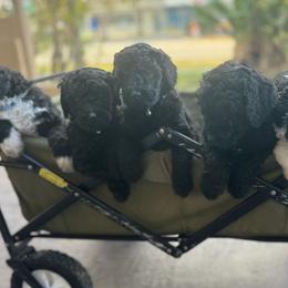 Poodle Puppies from SoFlo Standard Poodles