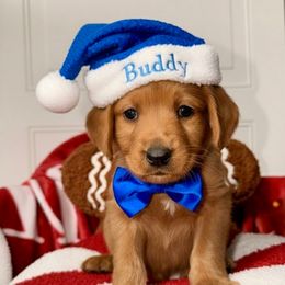 Buddy - Red male Labradoodle puppy in Beecher, Illinois from Erica’s Doodles