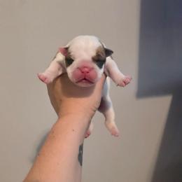 Delilah - Red and white female Bulldog puppy in Lafayette, Georgia from Storytime Mastiffs & Bulldogs