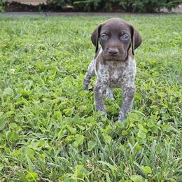 German Shorthaired Pointer Puppies from Erin McGhee